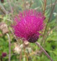 Cirsium rivulare 'Atropurpureum'